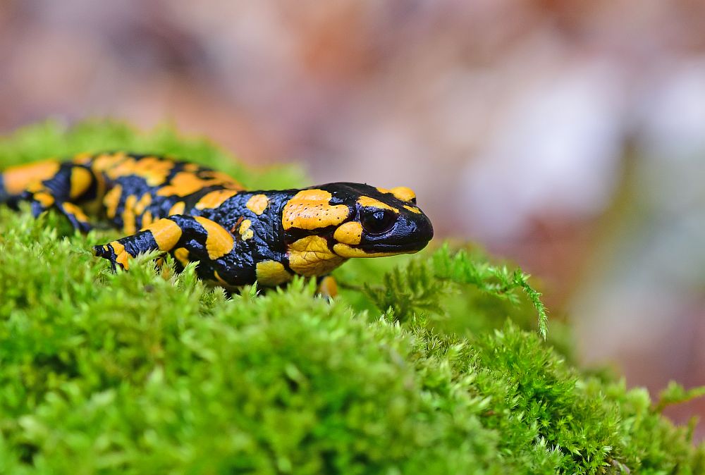 Salamandra salamandra gigliolii nel P.N.A.L.M.